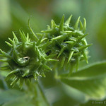 FLEKKSNEGLESKOLM Medicago arabica Spotted Medick