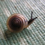 snail