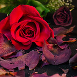 Friday - Rose and petals