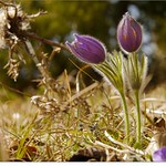 K&uuml;chenschelle (Pulsatilla vulgaris)