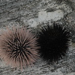 Sea Urchins