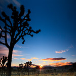 How I met my Joshua tree.