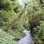 In the bush