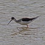 Black-winged Stilt, immature, Himantopus himantopus