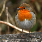 Robin