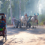 Trishaw and bullock cart--Agra , India