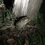 Damned Cane Toads