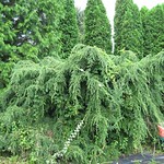 Tsuga canadensis 'Pendula'