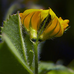 FLEKKSNEGLESKOLM Medicago arabica Spotted Medick