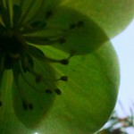 january 14th hellebore!