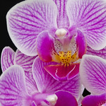 orchid