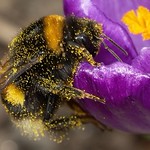 Bumble Bee_bombus terrestris