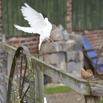 Cotebrook Shirehorse Centre