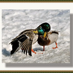 **Biff** **Splat** **Bonk**