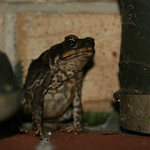 Cane toad close ups 048