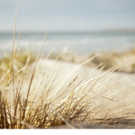 Dune grass