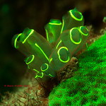 Sea squirts (Tunicates) -Fluoro diving at Maeda point, Okinawa