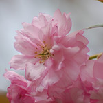 Beautiful pink flower