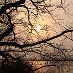 Cherry Tree Waiting for Spring