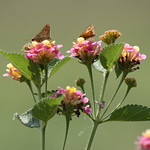 Skipper Duo On Lantana