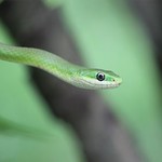 Rough green snake