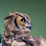 great horned owl