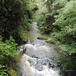 Ruakuri Scenic Reserve