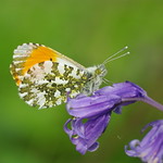 Orange-tip Butterfly-Anthocharis cardamines