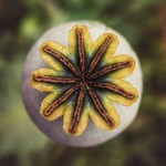 'Lest we forget' (see description)