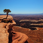 Brave lonely pine, Canyonlands NP, Utah