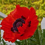 First Poppy
