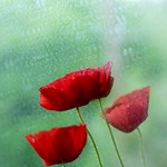 Novia del campo, amapola