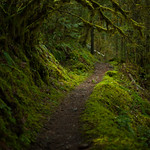 ~ Enchanted Forest ~