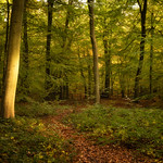 Where the light shines