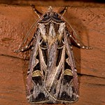 10670 Feltia jaculifera - Dingy Cutworm Moth 1 (20TL)