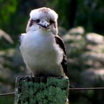 baby kookaburra