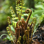 Fern uncurling