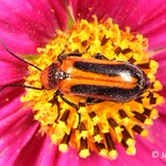 Beetle - Blister, Nemognatha sp 1c (Skidaway Island GA)