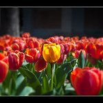 Arlington Tulips