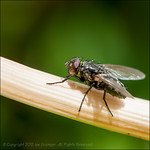 12/52 - Hairy Critter