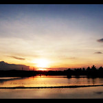 Sunrise in a Paddy Field
