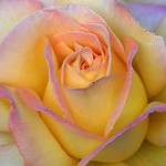 Dew drops on my favorite rose