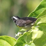 Bananaquit