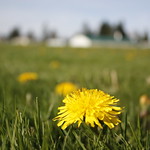 Dandelion Field