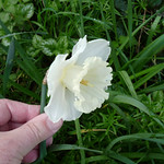 Narcissus cultivar close to N. 'Mount Hood', Plymouth
