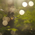 a certain slant of light