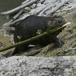 American Trail at the Smithsonian's National Zoo