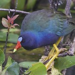 Purple Gallinule 4747