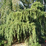 Picea abies 'Pendula'