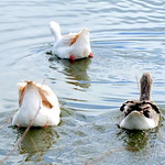 The Village Tarn...Up Yours!!!